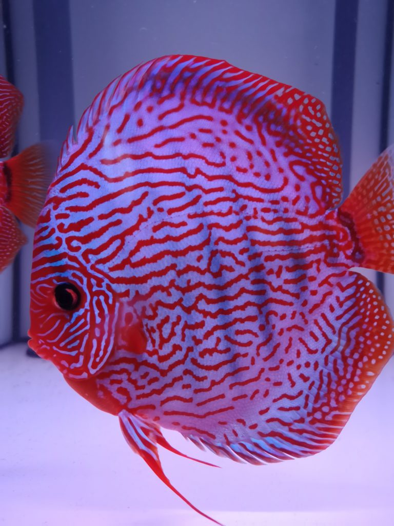 Diskus