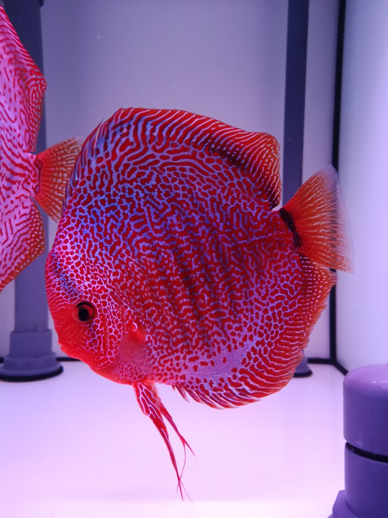 Diskus