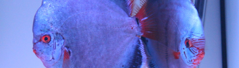 Diskus